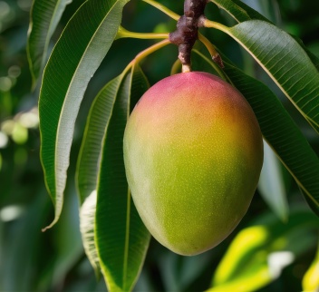 Exotic & tropical fruits